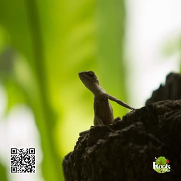 Cover Image for Roots of Nature