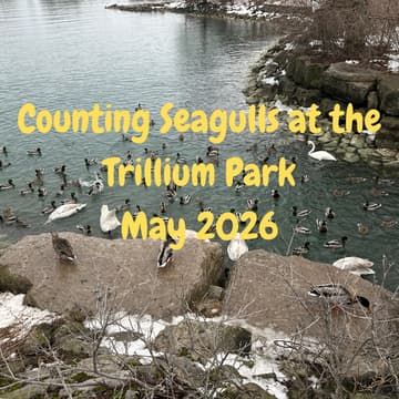 Cover Image for Counting Seagulls at the Trillium Park once more
