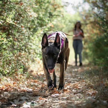 Cover Image for Mantrailing urbain ( Rouillac)