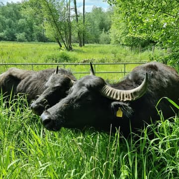 Cover Image for Water Buffalos at Tegeler Fließ II – The Sequel
