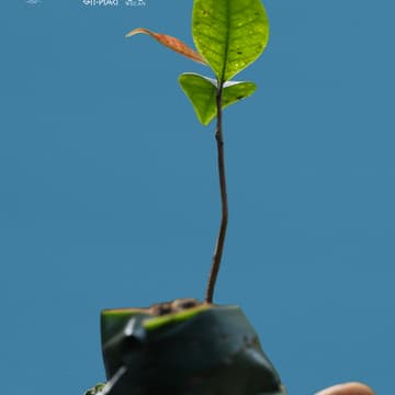 Cover Image for Our Territories, Our Health, Our Well-Being