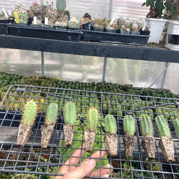 Cover Image for Oakland Garden Club Meeting: Cactus Breeding