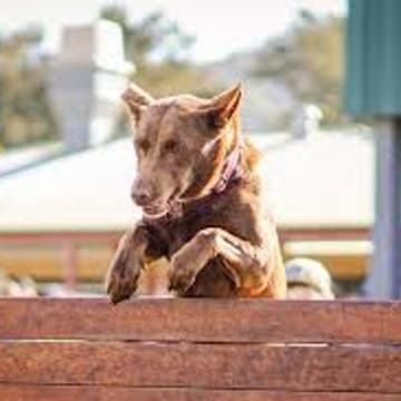 Cover Image for 123rd Murwillumbah Show