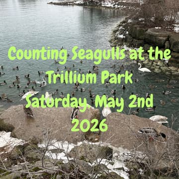 Cover Image for Counting Seagulls at the Trillium Park