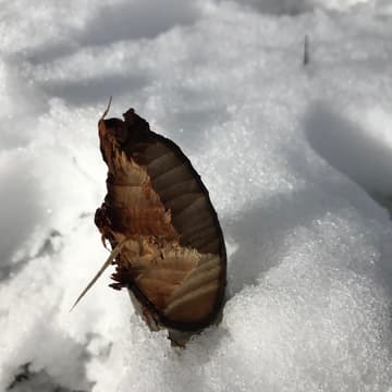 Cover Image for Beaverfest 2026