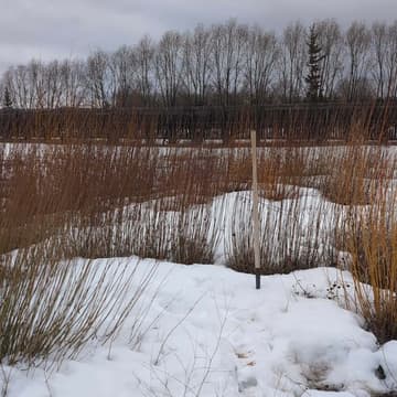 Cover Image for Labyrinth Harvest - Round 1