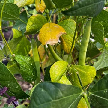 Cover Image for Gardening on the Roof | Autumn Season ๐