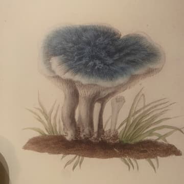 Cover Image for Learn to Grow Mushrooms