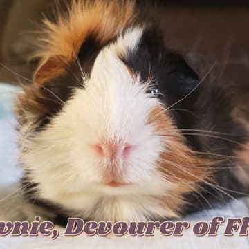 Cover Image for Takeover Takeover