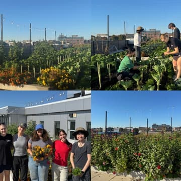 Cover Image for Rooftop Planting Party