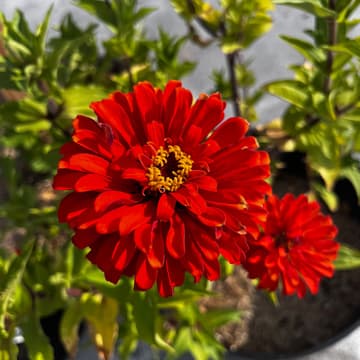 Cover Image for Gardening on the Roof | Autumn Season ๐