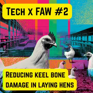 Cover Image for Tech x FAW #2: Reducing keel bone damage in laying hens