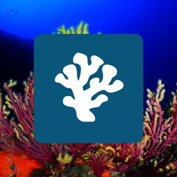 Cover Image for Llafranc <> Reefing Project