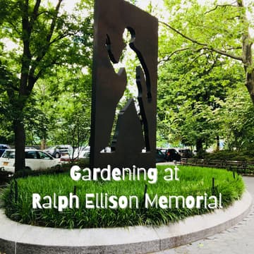 Cover Image for Gardening at Ralph Ellison Memorial with NYC Parks
