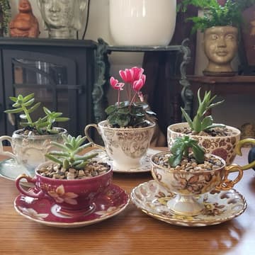 Cover Image for craft club: succulent potting