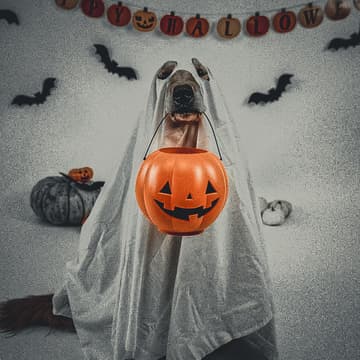 Cover Image for Howl-o-ween Party