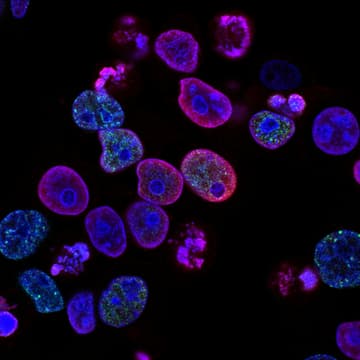 Cover Image for The Future of Oncology Summit