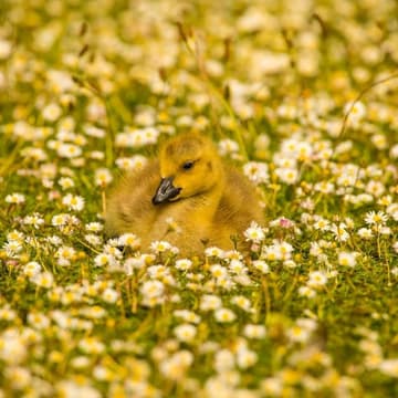 Cover Image for Spring/Summer Babies Hang