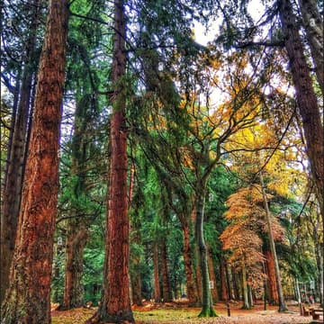 Cover Image for Explorers Club Finale – New Forest Hike & Social 📍