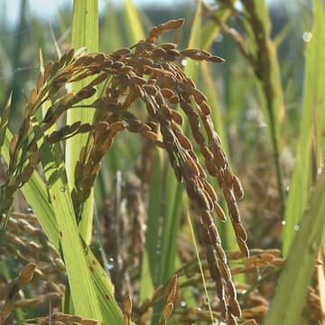 Cover Image for How decarbonization hits your dinner plate: Growing more rice with less methane