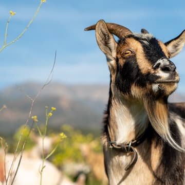 Cover Image for Sat. 2/14 @ 9am - Goat Petting Zoo