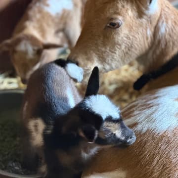 Cover Image for 10/3 Goat Petting Zoo & U-Pick Grapefruit