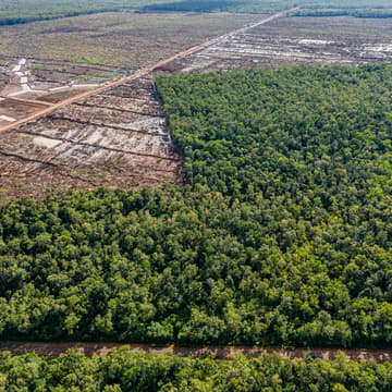 Cover Image for Food Estates in Papua: World’s Largest Deforestation Project