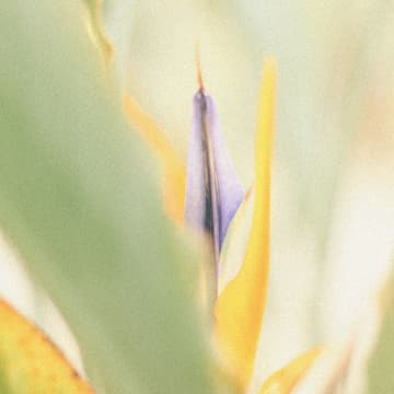 Cover Image for Mindful Beauty Rituals