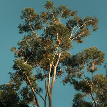Cover Image for Brisbane Planting Action Day