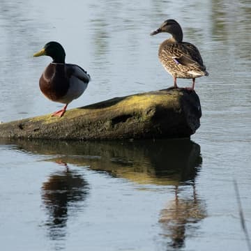 Cover Image for Clark's Creek Birding Walk