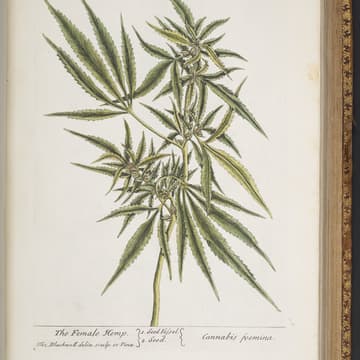 Cover Image for Learn to Grow Cannabis