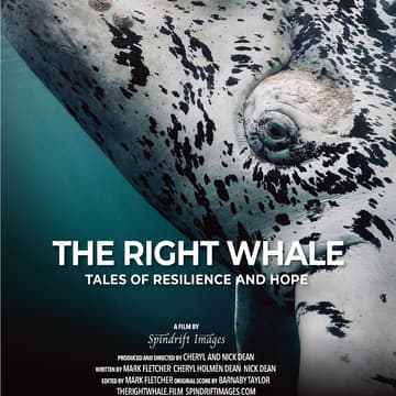 Cover Image for "The Right Whale" Documentary Showing and fireside chat