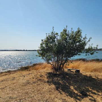 Cover Image for Climate Art Network Online Meetup with Shy Walker & Ninth Root