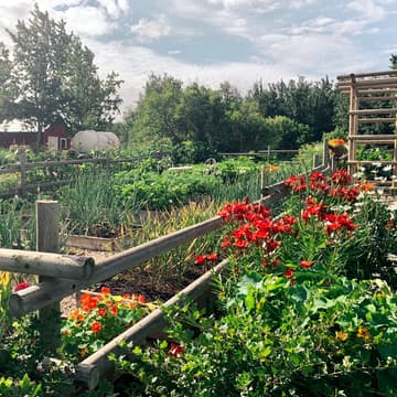 Cover Image for Baskets in The Garden