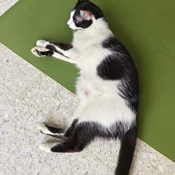 Cover Image for Yoga with Cats