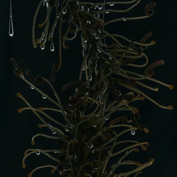 Cover Image for Kelptropolis