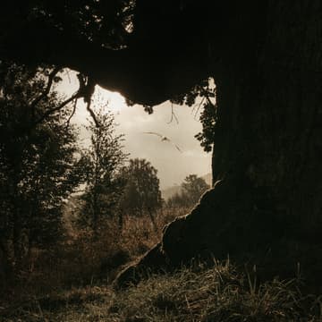 Cover Image for Stille Morgenstund #3 : Meditasjon