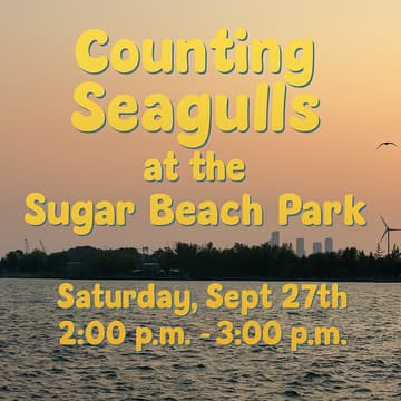 Cover Image for Counting Seagulls at the Sugar Beach Park