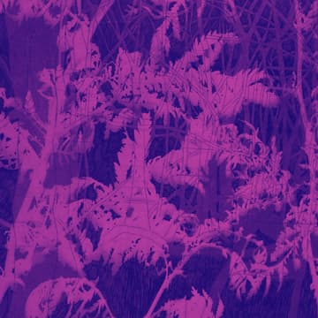 Cover Image for TFF: Ink Blood Sister Scribe