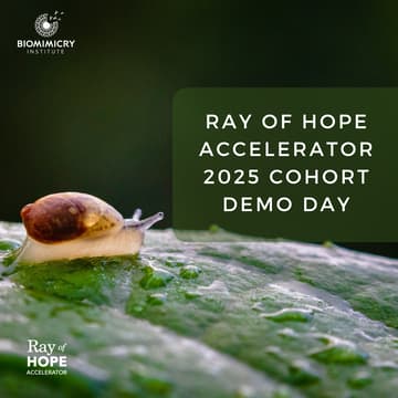 Cover Image for Ray of Hope Accelerator Demo Day