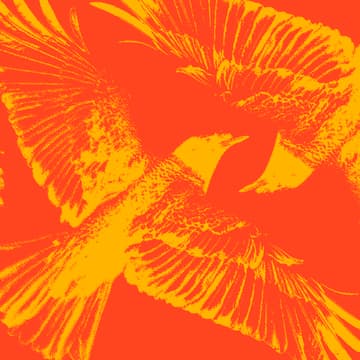 Cover Image for Build Club x Blackbird