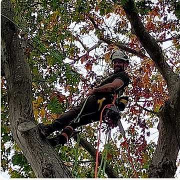 Cover Image for Tree Talk: Helping Trees in the Urban Landscape