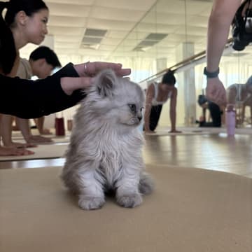 Cover Image for Rooftop Kitten Pilates (Class 2 at 11AM)
