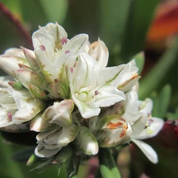 Cover Image for Nature in the City Native Plant Nursery Workday