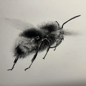 Cover Image for Botanical Drawing with Hannah Hirsekorn