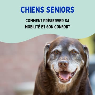 Cover Image for Chien sénior: préserver sa mobilité et son confort