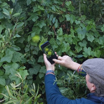 Cover Image for City Nature Challenge Bioblitz at Yerba Buena Island