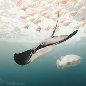 Cover Image for Young Ocean Leaders Reception