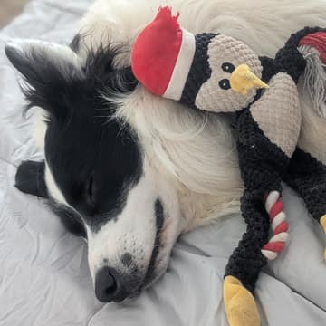 Cover Image for 🎄 Haus Christmas Tree Build Day