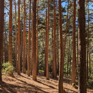 Cover Image for Manawa Tamu: Ruta Cercedilla